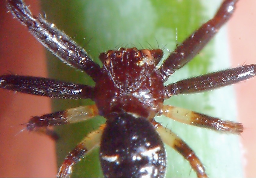 Bombo (sano!) e ragno (Maschio di Sinema globosum)